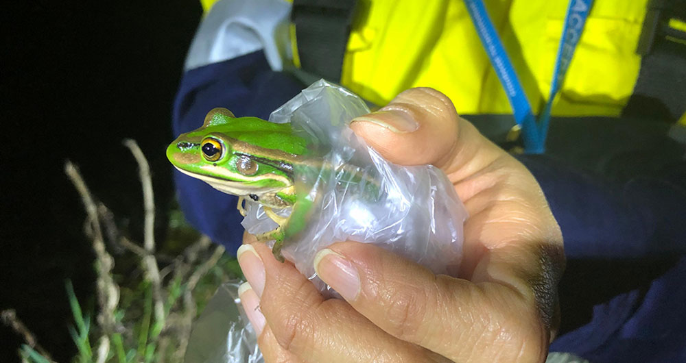 Green and Golden Bell Frog